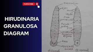 hirudinaria granulosa diagram ।। how to draw hirudinaria granulosa diagram ।। [upl. by Mikah]