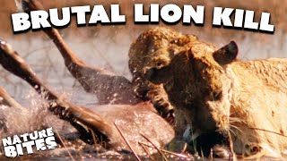 The Swimming Lioness Quickest Kill  Swimming Lions  Nature Bites [upl. by Meda]