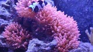 How to Care for Rose Bubble Tip Anemone aquarium reef saltwatertank anemone reeftank [upl. by Bellanca]