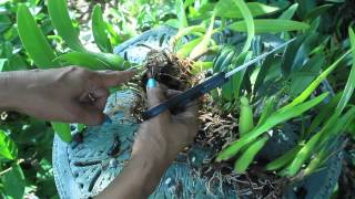 How To Propagate amp Divide Orchids  Aggregatum Encyclia Mitonia Brassavolae Cattleya [upl. by Delainey]