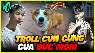 VLOG  Chơi Lớn Troll Cún Cưng Của Đức Mõm  Cười Nội Thương [upl. by Barbette]