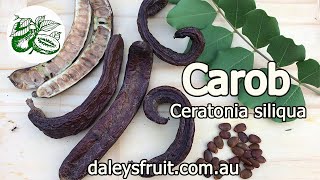 Carob  Ceratonia siliqua  Selffertile variety Clifford [upl. by Pazice]