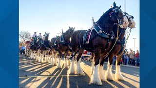 Budweiser Clydesdales to appear at events across York County [upl. by Retxed888]