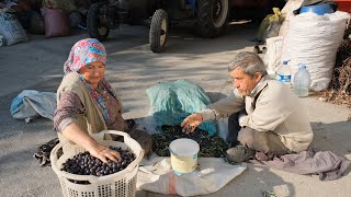 Zeytin Hasadı ve Zeytinyağı Üretimi  Belgesel [upl. by Coe]