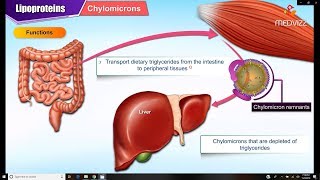 Lipoproteins and Apolipoproteins  Structure  function and metabolism  Medical Biochemistry [upl. by Triley]