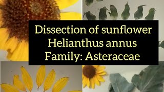 Dissection Of Helianthus annus Sunflower Family Asteraceae [upl. by Nathanial]