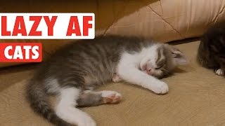 Hilarious Lazy Cats Video Compilation [upl. by Elleinod]