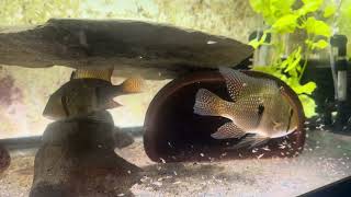 Geophagus Brasiliensis fry wparents [upl. by Nroht]