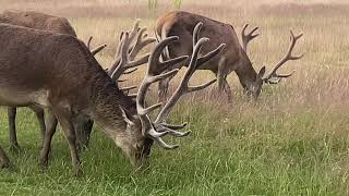 Deer at Richmond Park [upl. by Shiau]