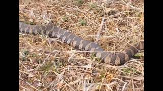 A Garter snake Common Water snake and an Eastern HogNosed snake Beautiful nature [upl. by Eda861]