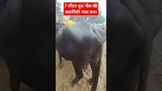 50000 की कीमत 7 लीटर दूध मुर्रा नस्ल  7 litre milk murrah breed price 50000 [upl. by Friedrich125]