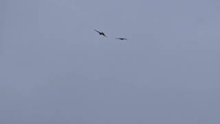 Air quotbattlequot of a kestrel and two sparrowhawks [upl. by Elehcar]