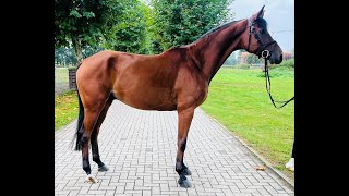 All In 29 A LA CARTE NRW x LANDOR S  2018 gelding [upl. by Teece]