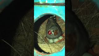 Zebra finch Sitting On a Eggs 🐥  Finches bird  zebrafinch finch finches birds bird shorts [upl. by Neille708]