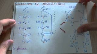 Ciclación de monosacáridos [upl. by Meeharb]