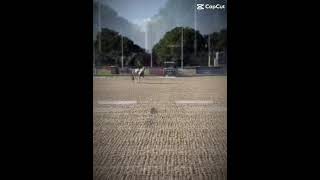 horse equestrian dressage [upl. by Enyahc]