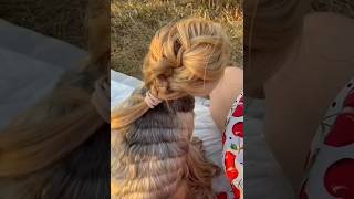 Pariyon ke Pets  Dogs Long Hair [upl. by Mufi802]