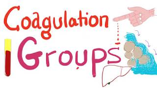 The 3 Coagulation Groups  Fibrinogen Prothrombin and Contact Groups [upl. by Eirrahs]