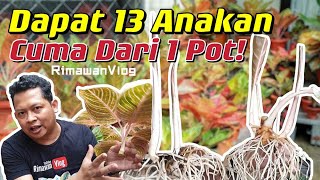 Eps 219 Cara Cepat Perbanyak Aglaonema Dari 1 Pot Tumbuh 13 Anakan  Rimawan Vlog [upl. by Ordnasela]