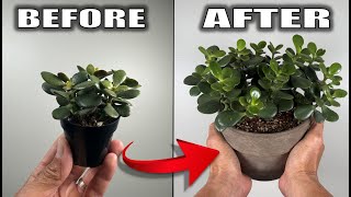 7 Jade Plant Care Tips That You Need to Know  Houseplant Care [upl. by Eimilb]