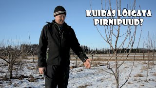 Noore pirnipuu lõikamine [upl. by Kiel]