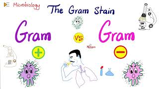 The Gram Stain GramPositive vs GramNegative and Bacterial Structure  Microbiology 🧫 [upl. by Staley725]