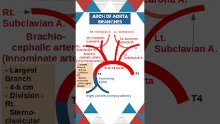 Arch of Aorta Anatomy Key branches Explained Anatomy Cardiology MedicalEducation [upl. by Mckenzie]