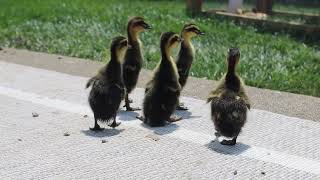 Ducks on the Patio [upl. by Orianna]