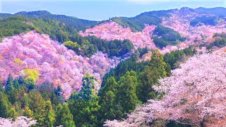 4K映像 桜の名所「吉野山の千本桜 日本三大桜 」cherry blossom japan 世界遺産 上千本・中千本・下千本 金峯山寺 日本の四季 春 奈良県吉野町 4月上旬 絶景自然風景 8K撮影 [upl. by Eimmaj]