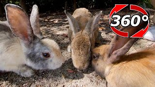 VR 360°  The rabbits gathered around when they heard they could get food [upl. by Leamsi577]