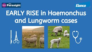 Lungworm in cattle and Haemonchus in sheep [upl. by Trah]