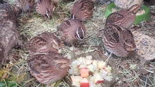 Bobwhite Quail 🐥🌾🐤 [upl. by Barbara-Anne]