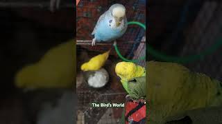 Birds Chicks buggies parrot birdslover babybird singingbirds lovebirds [upl. by Ailisab]