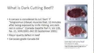 Preventing dark cutting Grade B4 beef 2013 [upl. by Eiramalegna]