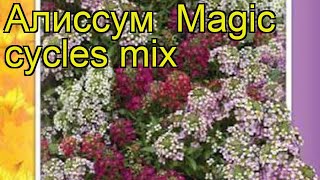 Алиссум Мэджик циклес микс Краткий обзор alyssum maritimum lobularia maritima Magic cycles mix [upl. by Kaitlin]