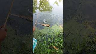 Amazing Hook Fishing Video YouTube shorts fishing hookfishing [upl. by Carrnan]