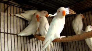 Beautiful Albino White Lovebirds [upl. by Meehyrb307]