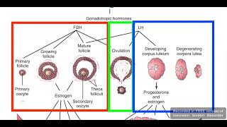 Ovarian cycle [upl. by Ayekin]