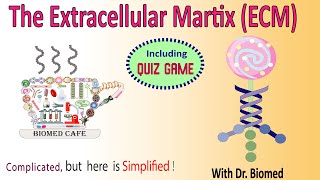 The Extracellular Matrix ECM Components Structure and Function [upl. by Amoreta]