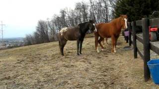 What horses cannot digestwwwhappynaturalhorsecom [upl. by Naimad]