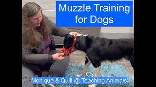 Muzzle Training for Dogs  Teaching Animals [upl. by Leuqim]