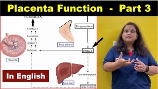 Functions of Placenta  Part3  Steroid Hormones  English  Nursing Lecture [upl. by Shih509]