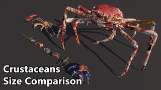 Crustaceans Size Comparison  The largest crab in the world [upl. by Sunday]