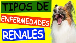 ENFERMEDADES RENALES en Perros TODO LO QUE DEBES SABER [upl. by Remmus]