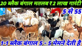 2 वर्ष अनुभव  समृद्ध बकरी पालक खुशहाल किसान  Black Bengal Goat Farm  Cross Breed Goat Farming [upl. by Emmerich]