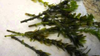 Propagating Aquatic Plants Why its important and how to [upl. by Ahsikrats]