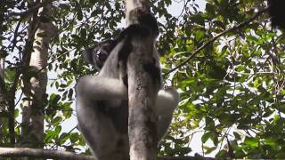 Indri Lemur Calls in Madagascar [upl. by Nosydam]