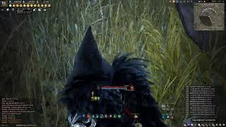 검은사막 죽은 나무 정수 가모스의 둥지 BlackDesert Dead Tree Essence Rotation [upl. by Noeht]