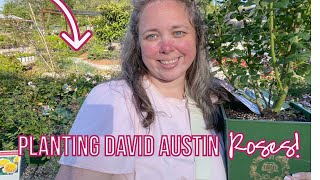 Planting 3 David Austin Roses Queen of Sweden Emily Brontë and Strawberry HillZone 8b [upl. by Belldame]