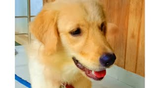 golden retriever barking [upl. by Teena]